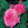Gertrude Jekyll Shrub Rose 6L 2 Gertrude Jekyll Shrub Rose 6L -PlantEra Shop 7563