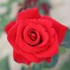 Happy Ruby Wedding Hybrid Tea Rose - 3 Ltr Pot -PlantEra Shop 761042