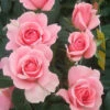 You're Beautiful Floribunda Rose - 3 Ltr Pot 2 You're Beautiful Floribunda Rose - 3 Ltr Pot -PlantEra Shop 761053