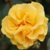 Precious Gold Floribunda Rose 3L -PlantEra Shop 817988