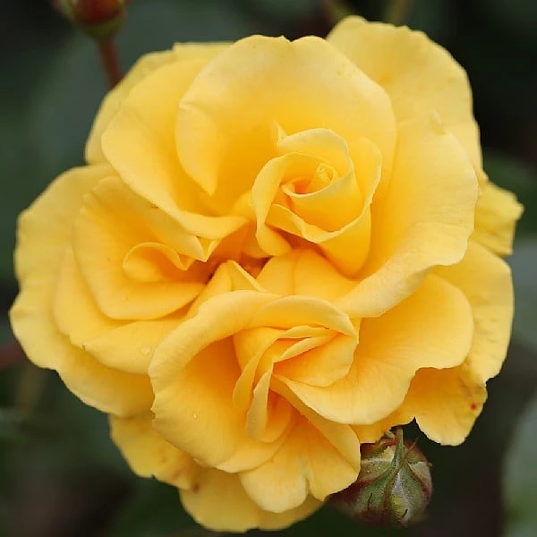 Precious Gold Floribunda Rose 3L 3 Precious Gold Floribunda Rose 3L