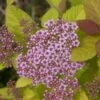 Spiraea 'Double Play Big Bang' -PlantEra Shop 824701