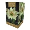 Amaryllis Magic Green Gift Pack -PlantEra Shop 860447