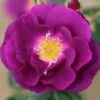 Rhapsody In Blue Floribunda Rose 3L -PlantEra Shop 867389