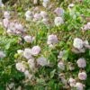 Blush Noisette Climbing/Rambling Rose 6L -PlantEra Shop 868959