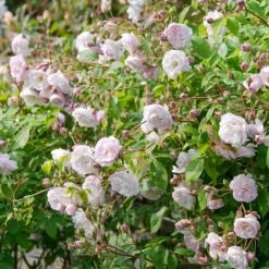 Blush Noisette Climbing/Rambling Rose 6L
