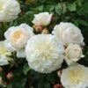 Tranquillity Fragrant English Shrub Rose 6L -PlantEra Shop 869106