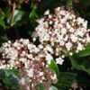 Viburnum Tinus 'Lisarose' -PlantEra Shop 869198