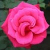 Timeless Charisma Hybrid Tea Rose 3L 1 Timeless Charisma Hybrid Tea Rose 3L -PlantEra Shop 914173