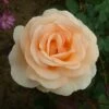 The Churchill Rose 4L -PlantEra Shop 914202