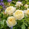 Vanessa Bell Shrub Rose 6L 2 Vanessa Bell Shrub Rose 6L -PlantEra Shop 999507
