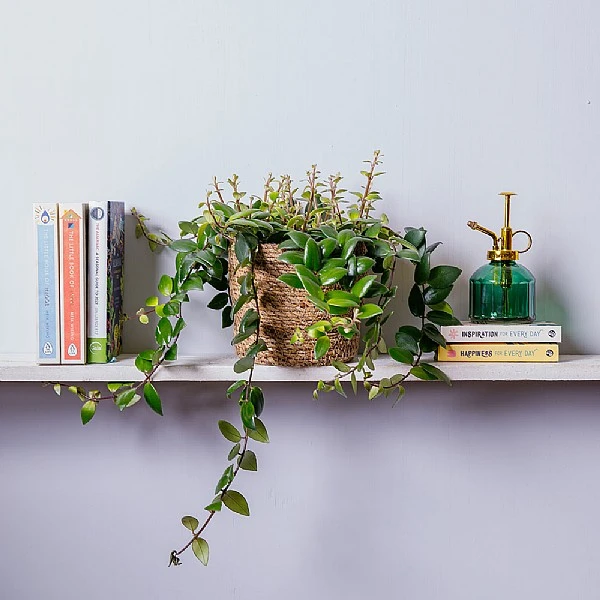 Aeschynanthus Japhrolepis (Lipstick Plant) Hanging 3 Aeschynanthus Japhrolepis (Lipstick Plant) Hanging