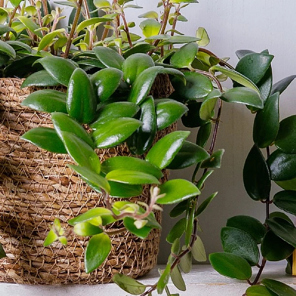 Aeschynanthus Japhrolepis (Lipstick Plant) Hanging 4 Aeschynanthus Japhrolepis (Lipstick Plant) Hanging - Image 2