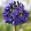 Agapanthus 'Dark Silk' 2 Agapanthus 'Dark Silk' -PlantEra Shop AGADASI
