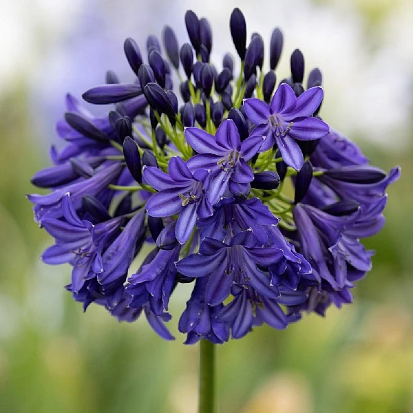 Agapanthus 'Dark Silk' 3 Agapanthus 'Dark Silk'