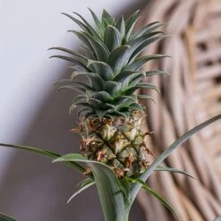 Ananas Mi Amigo (Pineapple Plant) -PlantEra Shop ANANAS 2