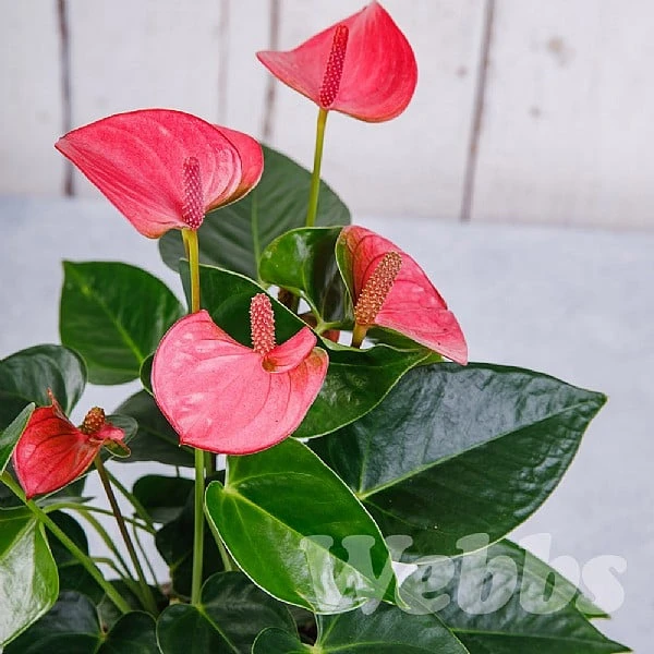 Anthurium Pink (Flamingo Flower) 4 Anthurium Pink (Flamingo Flower) - Image 2