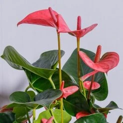 Anthurium Pink (Flamingo Flower) 7 Anthurium Pink (Flamingo Flower) -PlantEra Shop ANTPINKCHA 2
