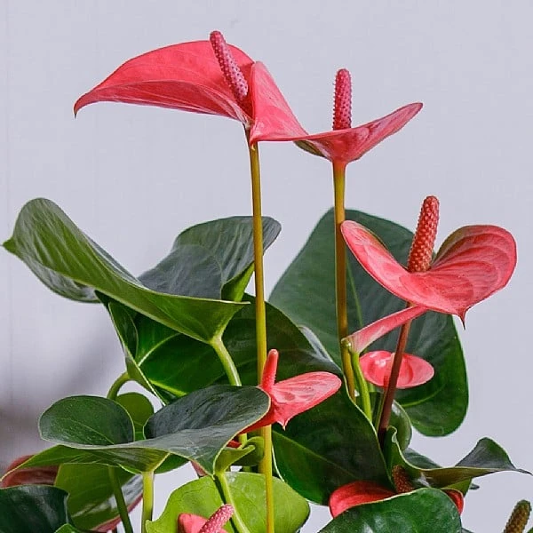 Anthurium Pink (Flamingo Flower) 5 Anthurium Pink (Flamingo Flower) - Image 3