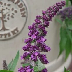Buddleja 'Rocket Star Orchid'