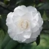 Camelia Japonica 'White' -PlantEra Shop CAMELIAWHT