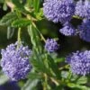 Ceanothus 'Concha' -PlantEra Shop CEACONC