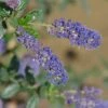 Ceanothus 'Italian Skies' 1 Ceanothus 'Italian Skies' -PlantEra Shop CEAITSK