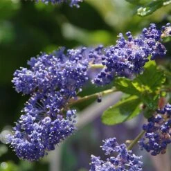 PlantEra Shop -PlantEra Shop CEAITSK 1