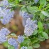 Ceanothus Skylark -PlantEra Shop CEANSKYLAR