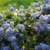 Ceanothus Thrysiflorus 'Repens' -PlantEra Shop CEAREPN