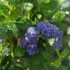 Ceanothus Griseus 'Yankee Point' -PlantEra Shop CEAYANKEEPNT
