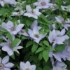 Clematis 'Bernadine' -PlantEra Shop CLEMBERN