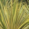 Cordyline Australis 'Torbay Dazzler' -PlantEra Shop CORDTORDAZ