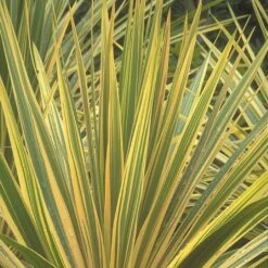 Cordyline Australis 'Torbay Dazzler'