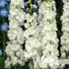 Delphinium 'Moonbeam' -PlantEra Shop DELMOON