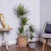 Dracaena Marginata (Dragon Tree) -PlantEra Shop DRACMAR