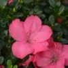 Evergreen Azalea 'Anouk' -PlantEra Shop EAZAANOUK