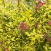 Escallonia 'Golden Carpet' -PlantEra Shop ESCGOCA