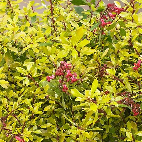 Escallonia 'Golden Carpet' 3 Escallonia 'Golden Carpet'