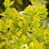Euonymus Fortunei 'Emerald N Gold' -PlantEra Shop EUEGO