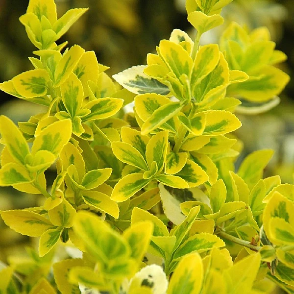 Euonymus Fortunei 'Emerald N Gold' 3 Euonymus Fortunei 'Emerald N Gold'