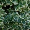 Euonymus Fortunei 'Silver Queen' -PlantEra Shop EUSQU