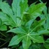 Fatsia Japonica -PlantEra Shop FAJAP