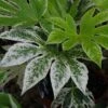 Fatsia Japonica 'Spider's Web' -PlantEra Shop FATSPIWEB