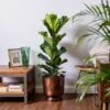 Fiddle-Leaf Fig (Ficus Lyrata) -PlantEra Shop FICLYR