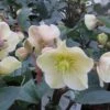 Helleborus X Ballardiae 'Cinnamon Snow' -PlantEra Shop HELCINNSNOW
