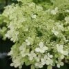 Hydrangea Paniculata 'Bobo' 2 Hydrangea Paniculata 'Bobo' -PlantEra Shop HYDBOBO