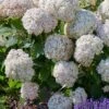 Hydrangea 'Candybelle Marshmallow' 2 Hydrangea 'Candybelle Marshmallow' -PlantEra Shop HYDCAMA