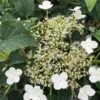 Hydrangea Anomalis 'Petiolaris' -PlantEra Shop HYDPETI