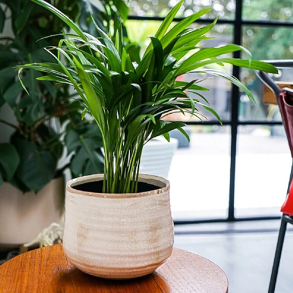 Ivyline Como Pot Cover Ivory (Various Sizes) 4 Ivyline Como Pot Cover Ivory (Various Sizes) - Image 2